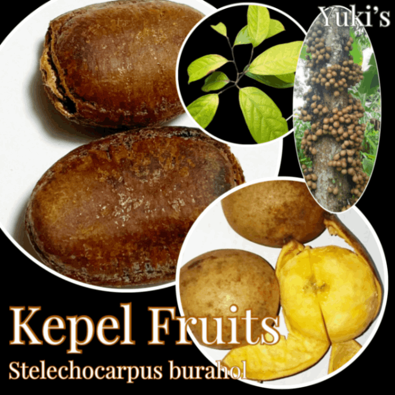 ケペルフルーツ(ブラホール) 種子[バンレイシ科]Stelechocarpus burahol