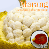 �ޥ��ʥ˥����ѥ�Υ��˼��[Ǯ�Ӳ̼�]Artocarpus odoratissimus/������λ����ȯ��