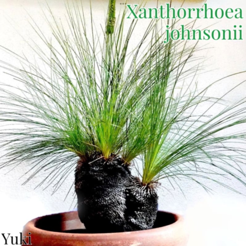 クサントロエア　ジョンソニー　ブラックボーイ　ドマーニ チタノタ クサントロエア ジョンソン ブラックボーイ Xanthorrhoea