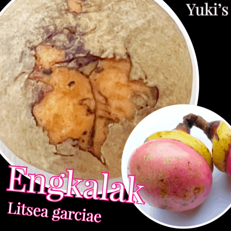 エンカラ 種子[熱帯果樹]Litsea garciae