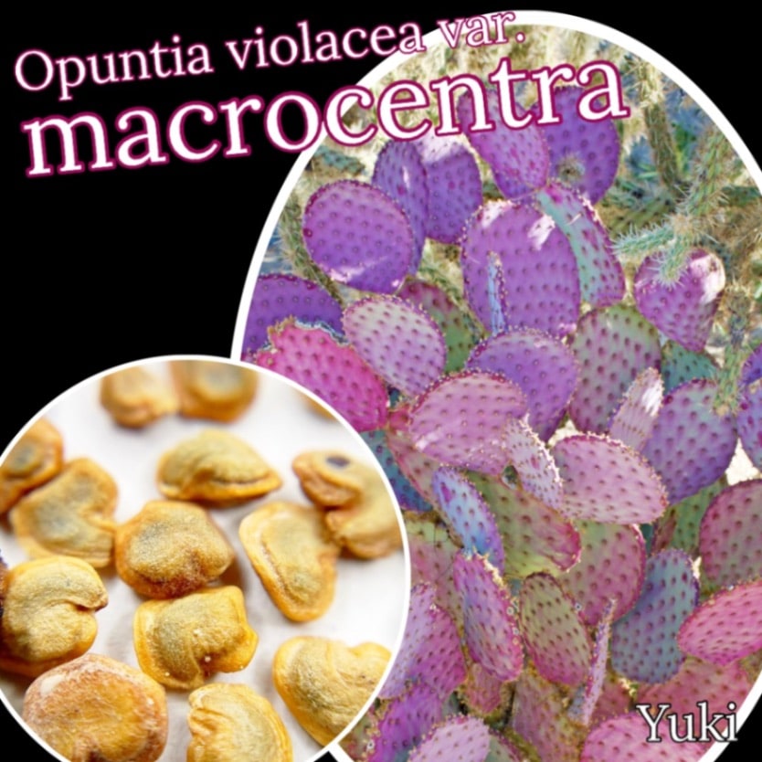 パープル・プリッキー・ペアー 種子[耐寒性カラーリーフサボテン]Opuntia violacea var. macrocentra