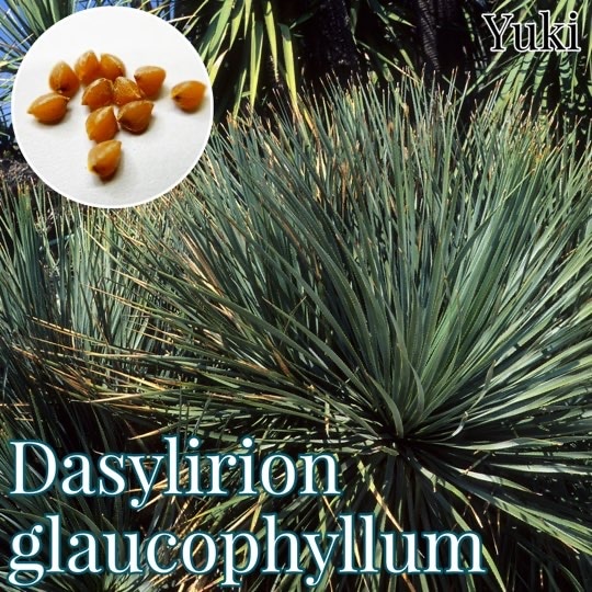 ダシリリオン・グラウコフィラ 種子[観葉植物]/Dasylirion glaucophylla/予約商品:生産完了次第発送