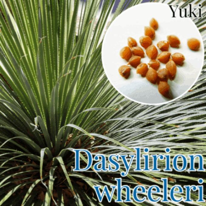 ダシリリオン・ウィーレリー 種子[観葉植物]/Dasylirion