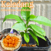 アジアン植物