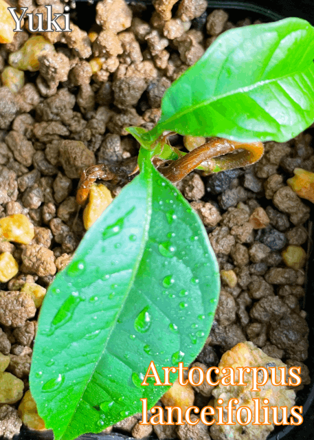 ケレダン苗Keledang Artocarpus lanceifolius K1 ケレダン苗Keledang Artocarpus lanceifolius K1