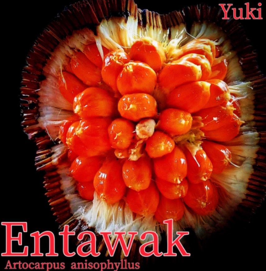 メンタワック 種子/苗[熱帯果樹]アルトカルプス・アニソフィルス Artocarpus anisophyllus /予約商品:生産完了次第発送