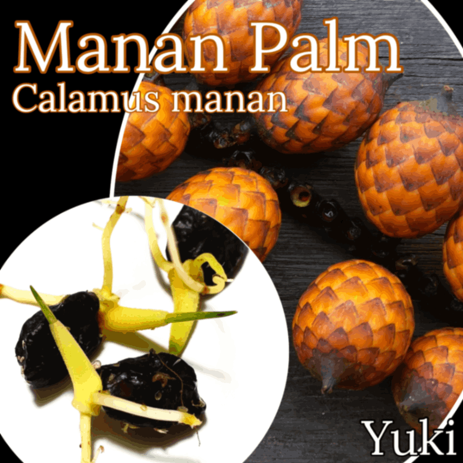 マナン・パーム 発根種子[食用ヤシ]カラマス・マナン Calamus manan