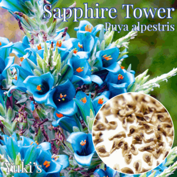 ���ե���������� ���[�ȥ��ԥ���ե�]Puya alpestris �ץ䡦����ڥ��ȥꥹ/ͽ����:������λ����ȯ��