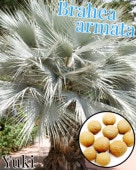 [ͽ]֥إޡ [Ѵ䥷] Brahea armata/12ȯͽ