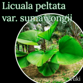 ���ޥ�󥺡��ե���ѡ��� ���[Ǯ�ӥ䥷]Licuala peltata var. sumawongii