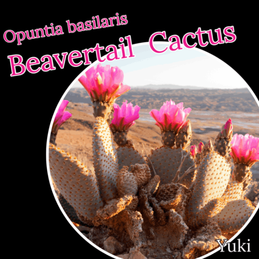 バービーテール・カクタス 種子[美花オプンチア]Opuntia basilaris/予約商品:生産完了次第発送