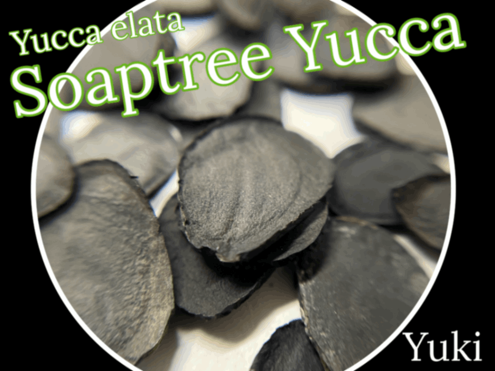 ソープツリー・ユッカ 種子[細葉ユッカ]Yucca elata/予約商品:生産完了次第発送