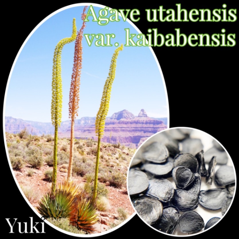 ユタ・アガベ 種子/Agave utahensis var. utahensis/予約商品:生産完了次第発送