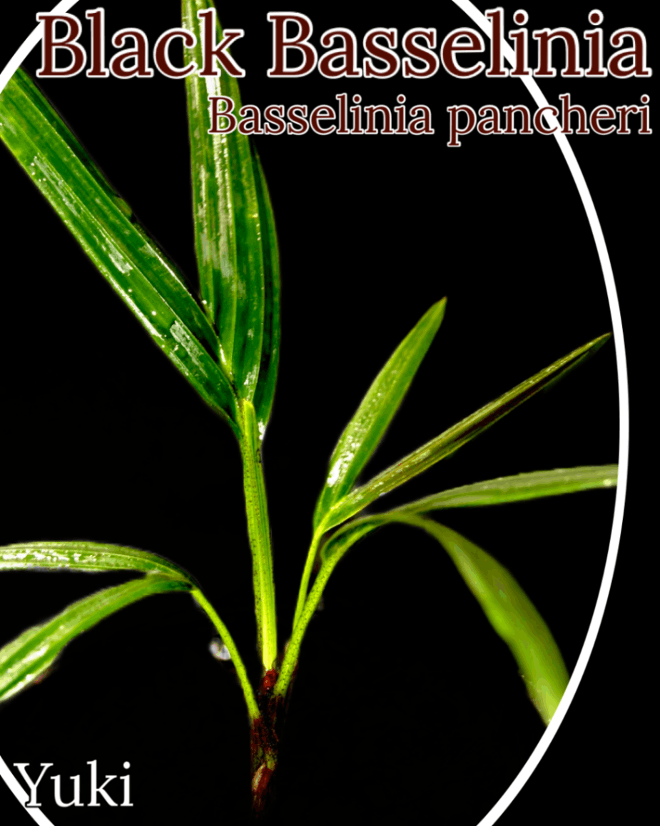 ブラック・バサラニア 種子[熱帯ヤシ]Basselinia pancheri/予約商品:生産完了次第発送