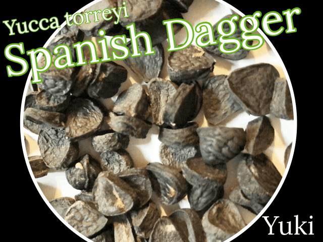 ユッカ・トレイ 種子/Yucca torreyi/予約商品:生産完了次第発送