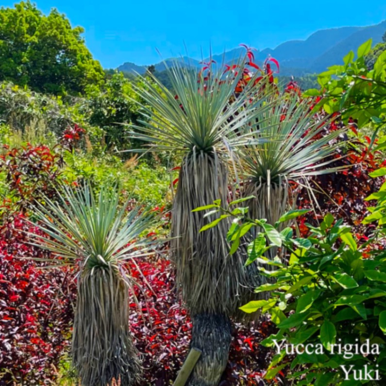 #62 ユッカフィリフェラ（Yucca Filifera）発根済 64 ユッカフィリフェラ （Yucca Filifera） 発根済 - メルカリ