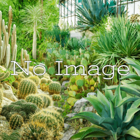ユッカ・フィリフェラ  種子/Yucca filifera /生産完了次第発送