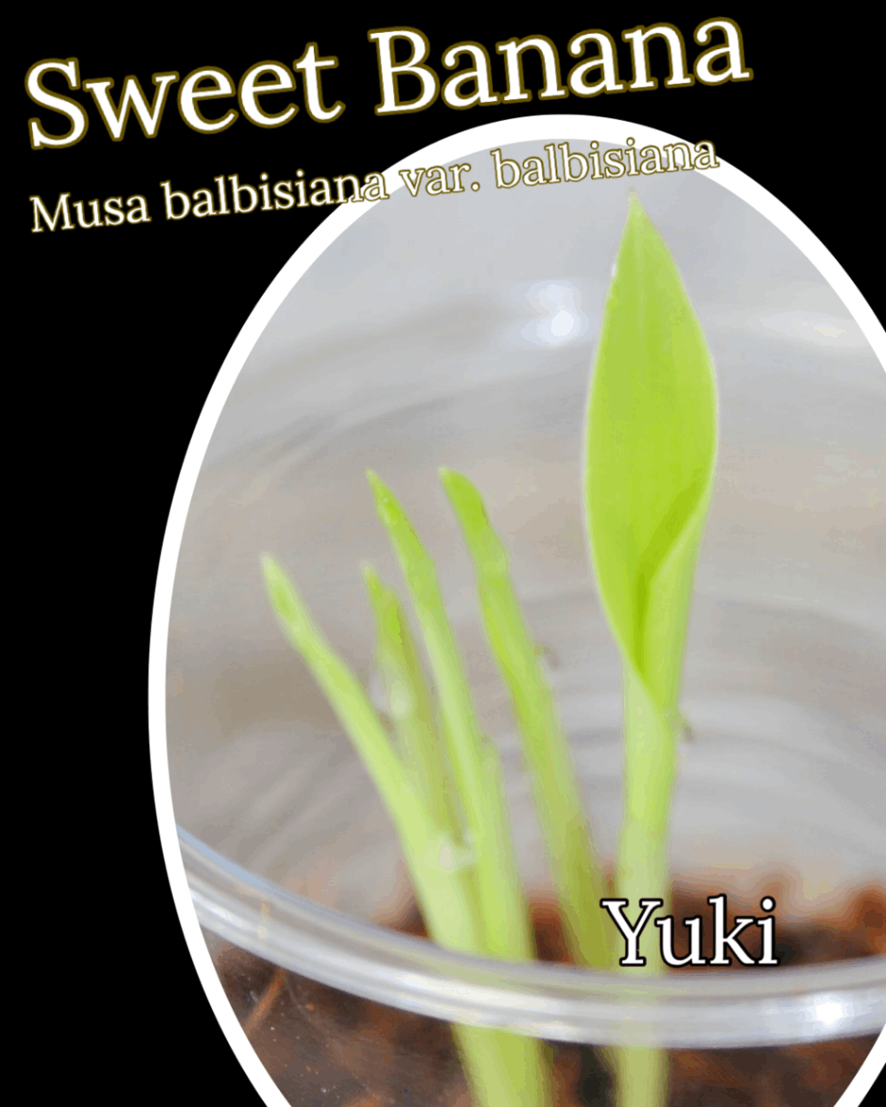 スイート・バナナ 種子[フルーツバナナ]Musa balbisiana var. balbisiana/予約商品:生産完了次第発送