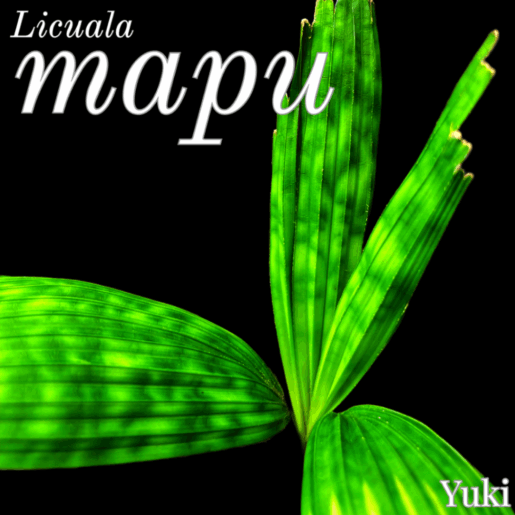 リクアラ・マプ 種子[カラーリーフ]Licuala mapu/生産完了次第発送
