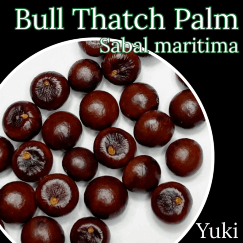 ブルサッチ・パーム 種子[耐寒性ヤシ]Sabal maritima/予約商品:生産完了次第発送