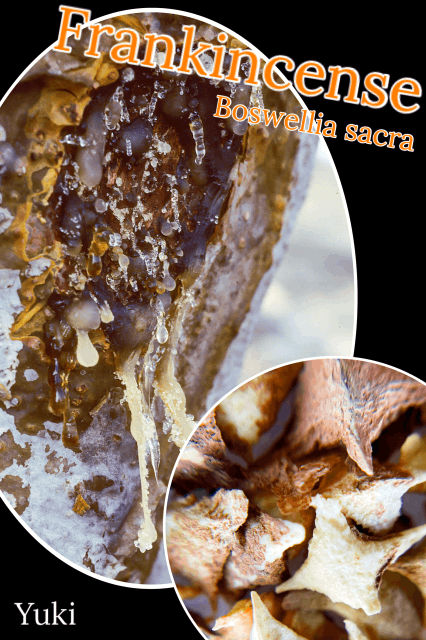 �ܥ������ꥢ�������� ���[������ʪ]Boswellia sacra/�ե�󥭥󥻥󥹤��ڡ�����