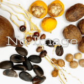 ޥɥ쥢ץ⥵ /Chamaedorea plumosa/ͽ:λȯ