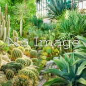 ١㥦 /Agave shawii ssp. Shawii/λȯ