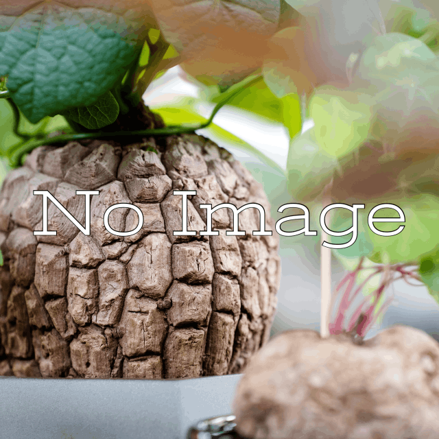 サイコステンマ・クローリー 種子[塊根植物]Cyphostemma currorii/予約商品:生産完了次第発送