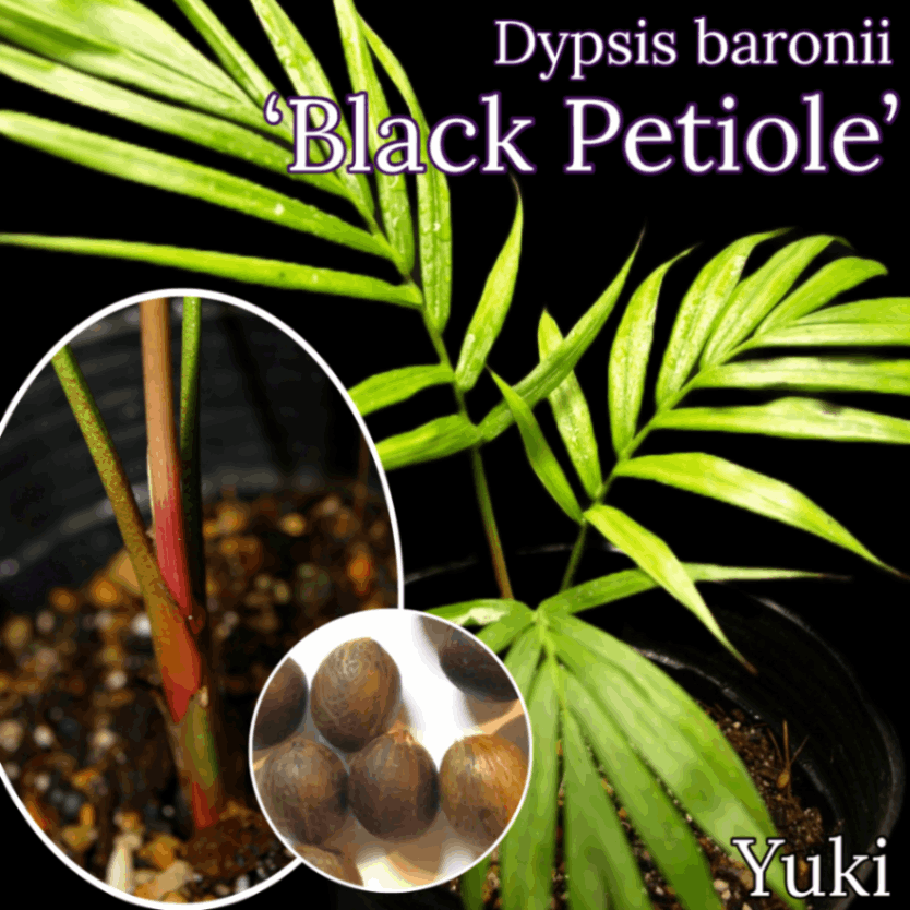 ディプシス・バロニー 種子[品種:ブラック・ペティオール]Dypsis beronii ‘Black Petiole’