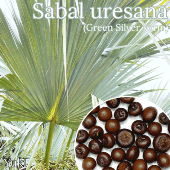 サバルウレサナ(ソノラパルメット)希少ヤシ ソノラ・パルメット