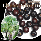 顼Υѥå [Ѵ䥷]Sabal rosei