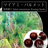 サバル(Sabal)
