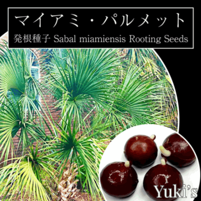 マイアミ・パルメット 発根種子[耐寒性ヤシ]Sabal miamensis