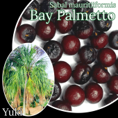 ٥ѥå [Ѵ䥷]Sabal mauritiformis