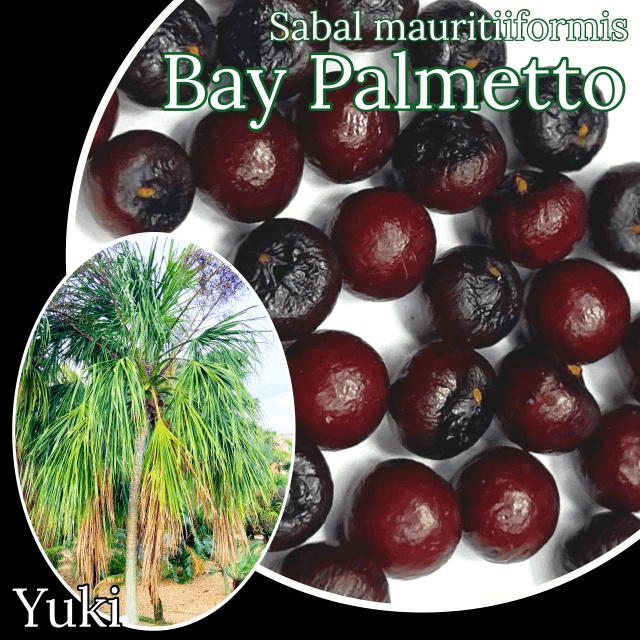 ベイ・パルメット 種子[耐寒性ヤシ]Sabal mauritiformis