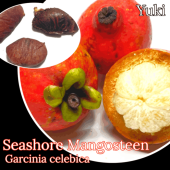 �������祢���ޥ󥴥����� ���(ȯ���ξ�礬����ޤ�)[Ǯ�Ӳ̼�]Garcinia celebica