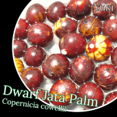 ɥա㥿ѡ ȯ[Ѵ䥷]Copernicia cowellii
