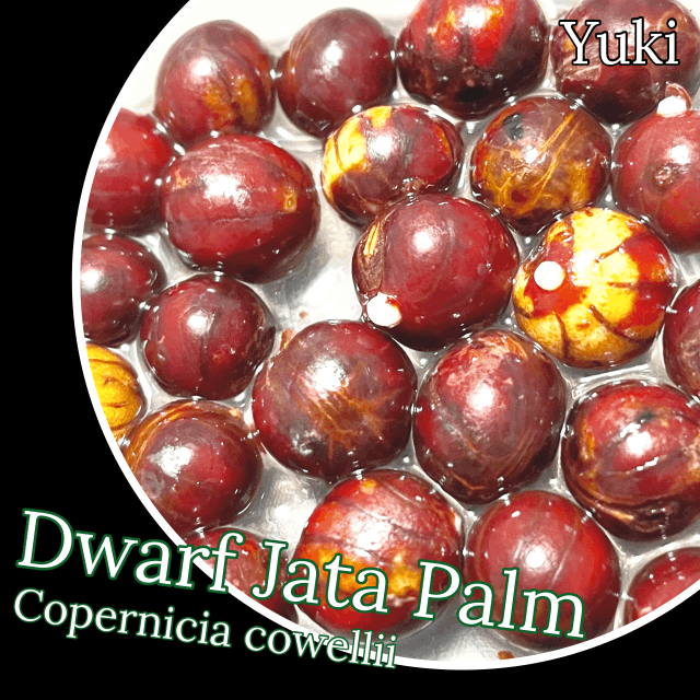 ドワーフ・ジャタパーム 発根種子[耐寒性ヤシ]Copernicia cowellii