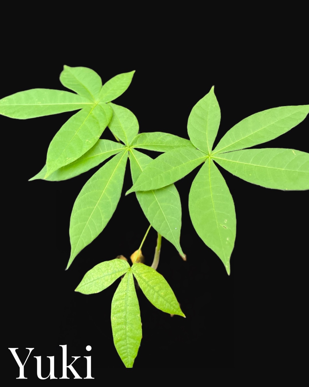 ジャワ・オリーブ 種子[熱帯果樹]Sterculia foetida