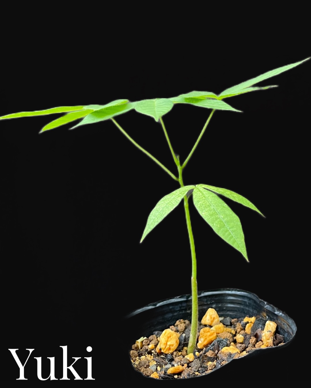 ジャワ・オリーブ 種子[熱帯果樹]Sterculia foetida
