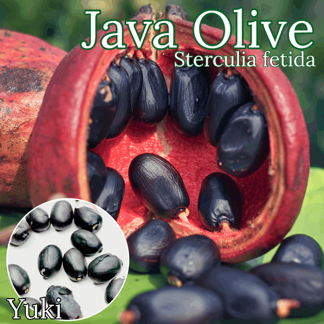 ジャワ・オリーブ 種子[熱帯果樹]Sterculia foetida