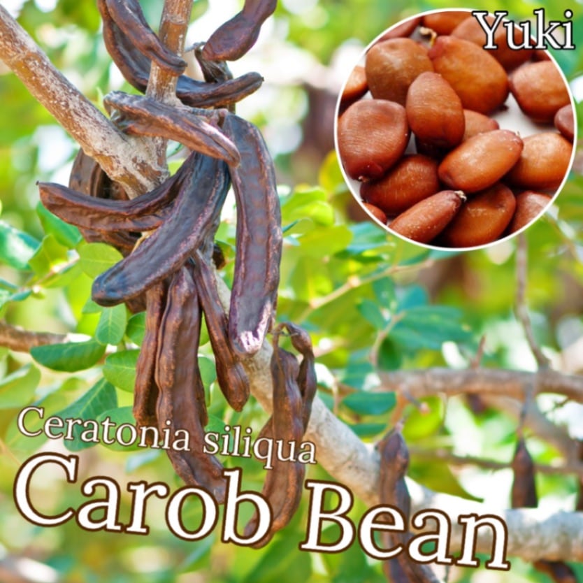 キャロブ(イナゴマメ) 種子[有用植物]Cerstonia siliqua