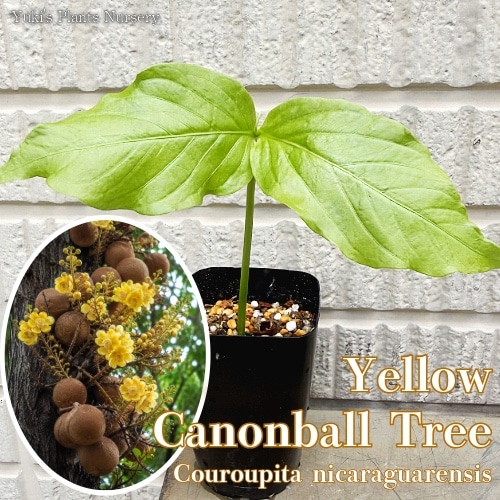イエロー・キャノンボールツリー 苗[熱帯花木]Couroupita nicaraguarensis