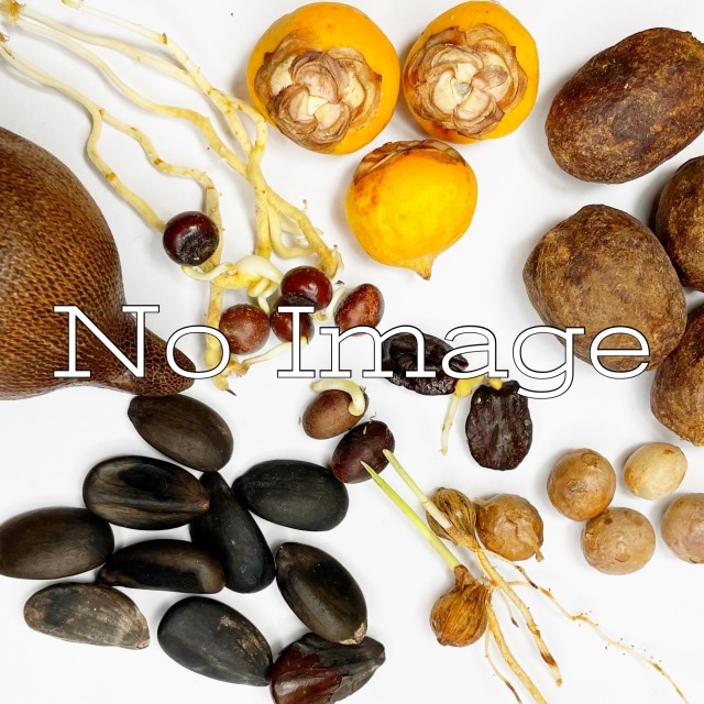 �����㥯�䥷 ���/Caryota urens/������λ����ȯ��