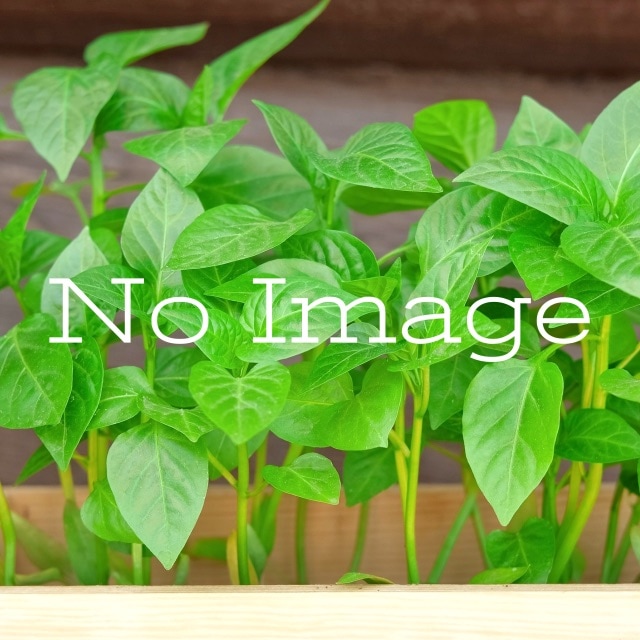 ソーセージノキ 種子[珍奇植物]Kigelia africana/生産完了次第発送