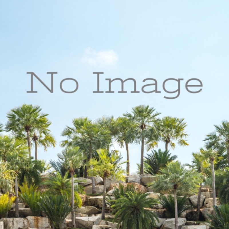 ڥʡ /Cycas pectinata/λȯ