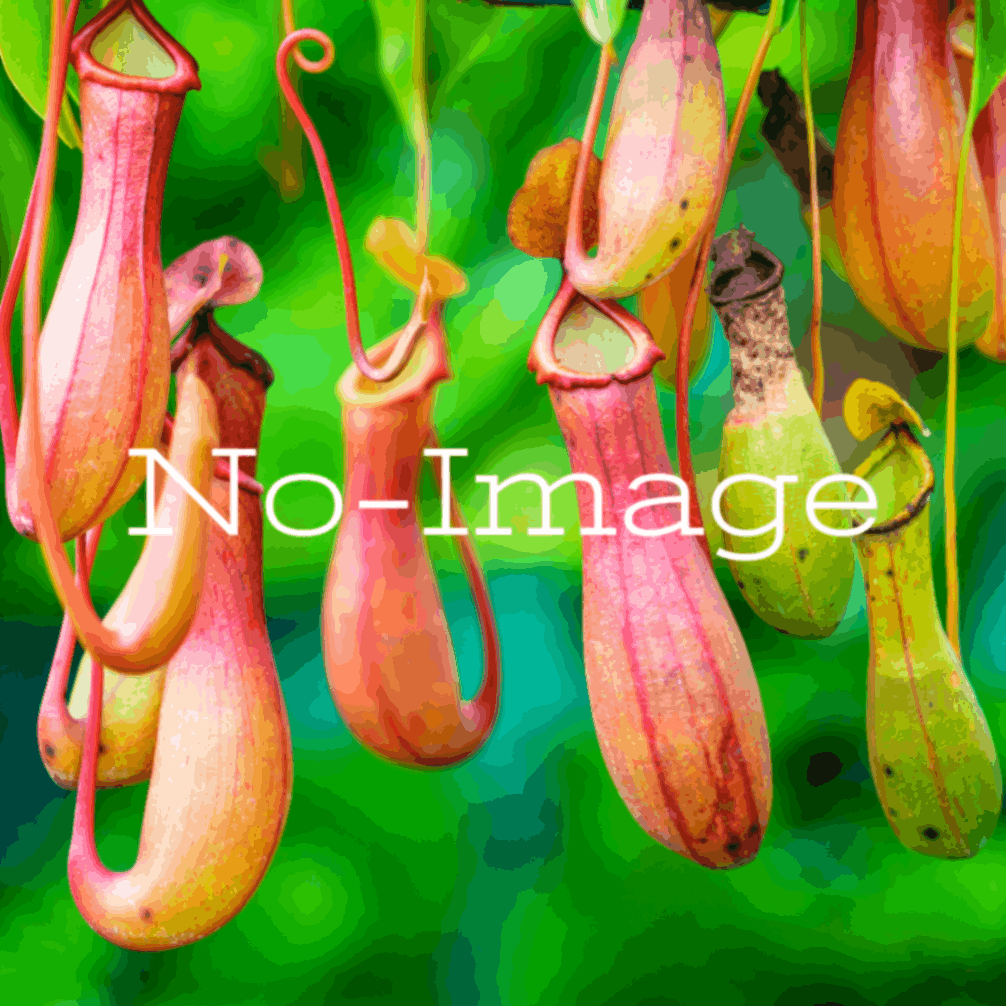 ネペンテス・アンプラリア 種子[ウツボカズラ]Nepenthes ampullaria