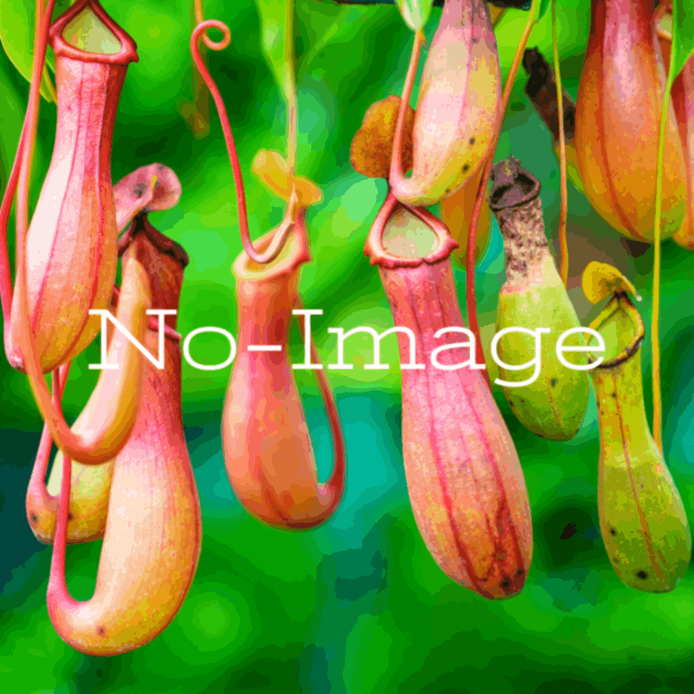 ネペンテス・レインワードティアナ 種子[ウツボカズラ]Nepenthes reinwardtiana/生産完了次第発送