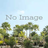 ե 롦ѡ [Ǯӥ䥷]Roystinea regia Florida/ͽ:λȯ