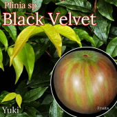 ֥å٥٥åȡܥ [ɥ ͥ 饸]Plinia sp. Black Velvet/ͽ:λȯ